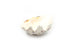 clam shell